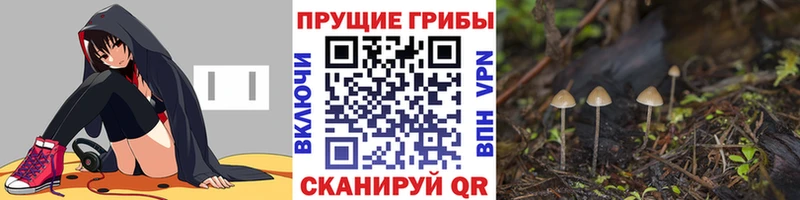 Галлюциногенные грибы Psilocybine cubensis  Екатеринбург 